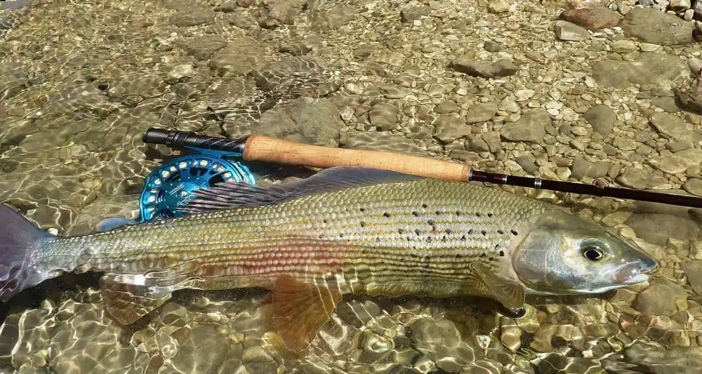 HANÁK Competition Wave Nymph Novinka