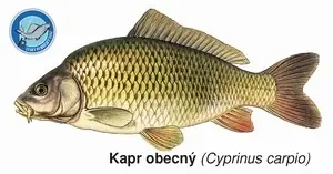 Magnetka Kapr obecný Must-Have