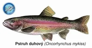Magnetka Pstruh duhový Hit Sezóny