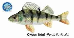 Výprodej Magnetka Okoun říční