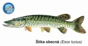 Magnetka Štika obecná Hit Sezóny