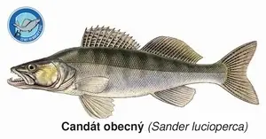 Magnetka Candát obecný Aktuální