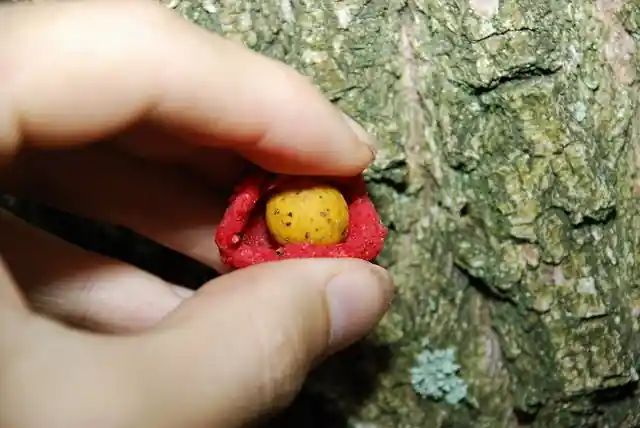 Originální LK BAITS Boilie Paste 250g Ice Vanilla